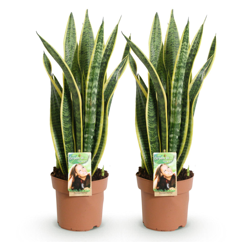 Green BoutiQ - Le vert, c'est... Plantes d'intérieur - Sanseveria Laurentii - Langue de belle-mère - Peu d'entretien - Vert - 2 plantes - Pot 17 cm - Hauteur 60-70 cm