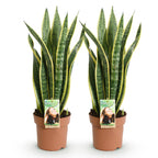 Green BoutiQ - Le vert, c'est... Plantes d'intérieur - Sanseveria Laurentii - Langue de belle-mère - Peu d'entretien - Vert - 2 plantes - Pot 17 cm - Hauteur 60-70 cm