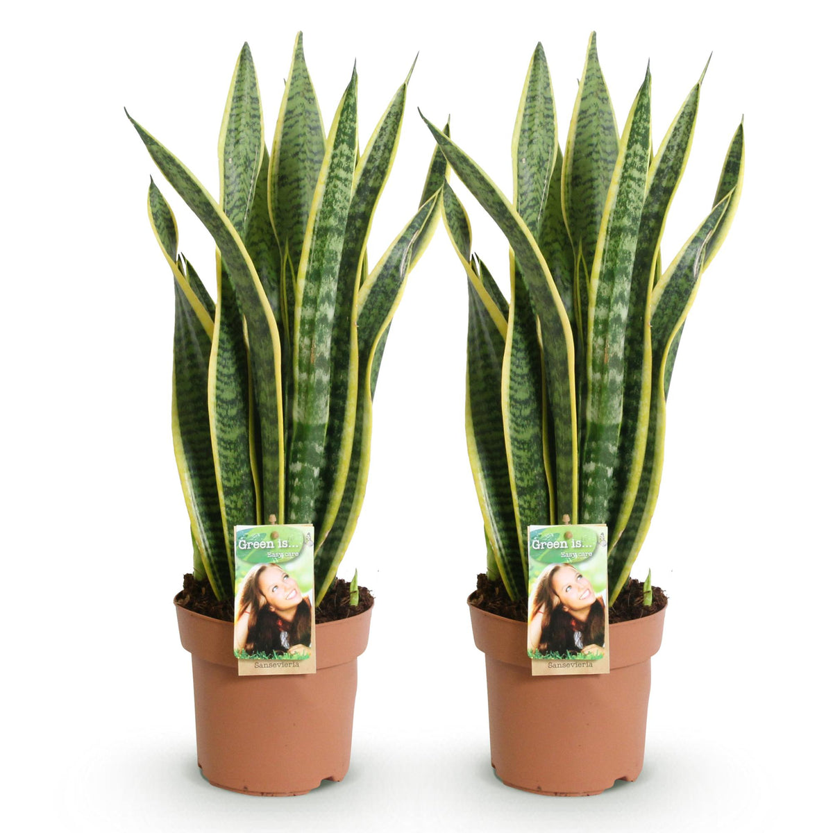Green BoutiQ - Le vert, c'est... Plantes d'intérieur - Sanseveria Laurentii - Langue de belle-mère - Peu d'entretien - Vert - 2 plantes - Pot 17 cm - Hauteur 60-70 cm