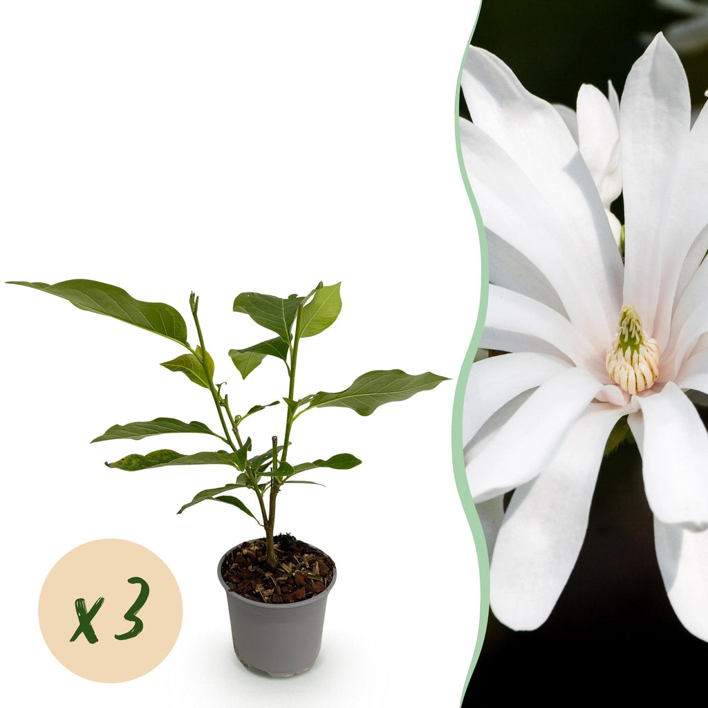 Green boutiQ - Gartenpflanze - Magnolia stellata Royal Star - Blüte Weiß - 3 Pflanzen - Laubabwerfend - Pflegeleicht - Topf 12cm Höhe 30cm