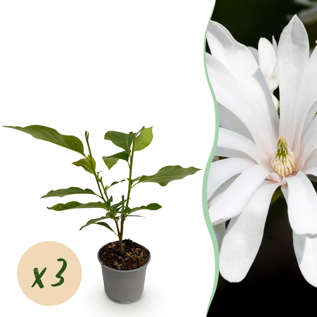 Green boutiQ - Plante de jardin - Magnolia stellata Royal Star - Fleur blanche - 3 plantes - Caduc - Entretien facile - Pot 12 cm Hauteur 30 cm