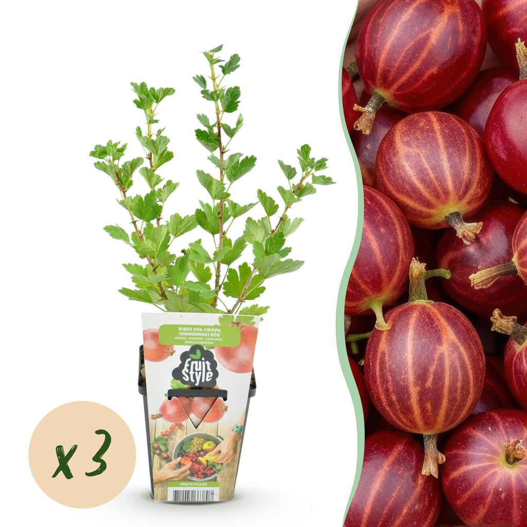 Green boutiQ - Plants fruitiers - Groseillier à maquereau - Ribes uva-crispa Hinnonmaki Rod - Rustique - 3 plantes - Pot 9 cm - Groseille rouge