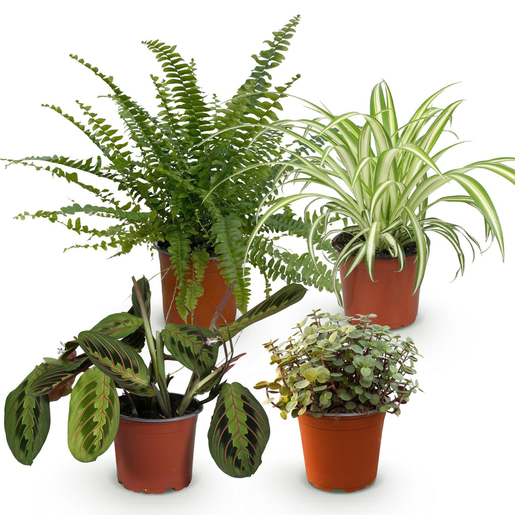 Green boutiQ - Zimmerpflanze - Grünlilie - Marante - Schönpolster - Schwertfarn - 4er-Mix - Haustierfreundliche Pflanzen - Grün - 4 Pflanzen - Topf 12 cm - Höhe 25 cm