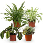 Green boutiQ - Zimmerpflanze - Grünlilie - Marante - Schönpolster - Schwertfarn - 4er-Mix - Haustierfreundliche Pflanzen - Grün - 4 Pflanzen - Topf 12 cm - Höhe 25 cm
