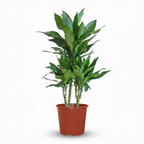 Green boutiQ - Plante d'intérieur - Dragonnier Janet Craig - Dracaena Janet Craig - Vert - Peu d'entretien - 1 plante - Pot 21cm - Hauteur 90 - 100cm
