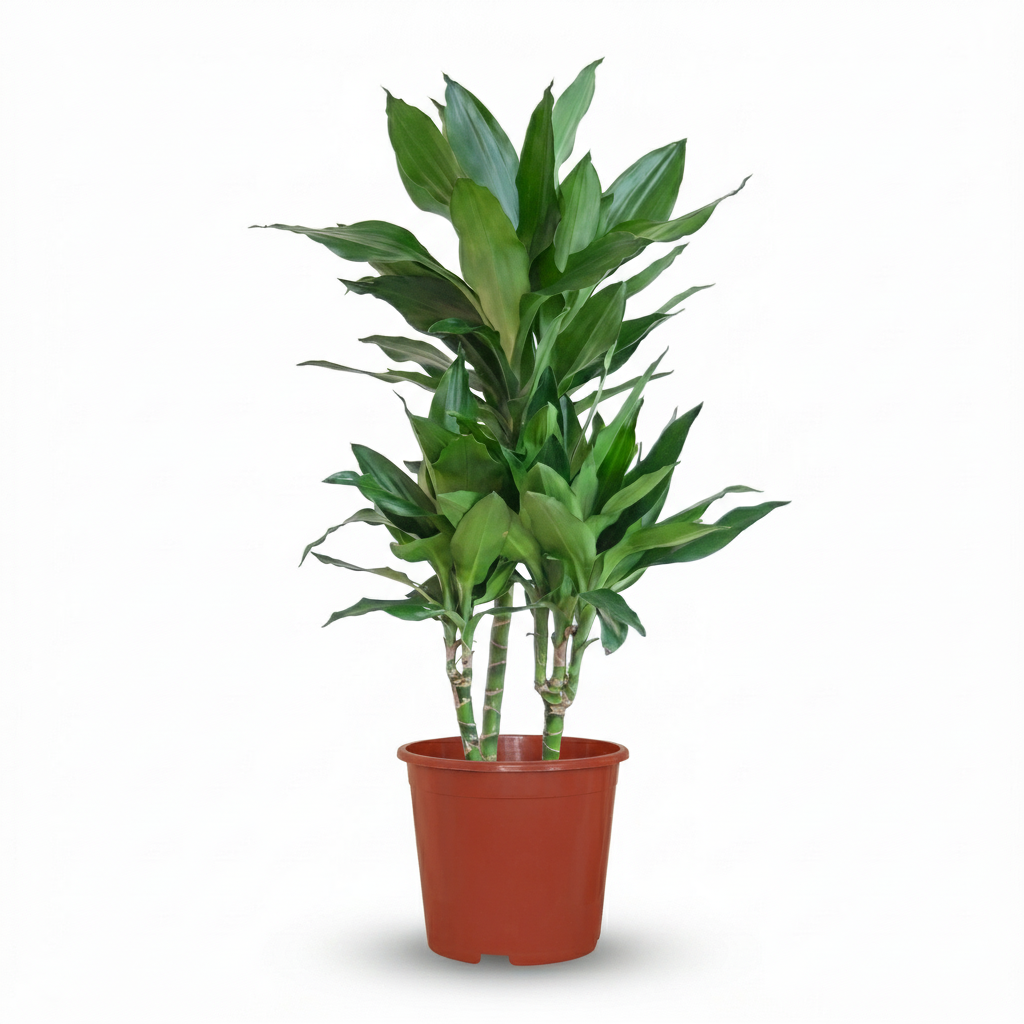 Green boutiQ - Plante d'intérieur - Dragonnier Janet Craig - Dracaena Janet Craig - Vert - Peu d'entretien - 1 plante - Pot 21cm - Hauteur 90 - 100cm
