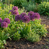 30x Allium Miami - Sierui - Paars - Zomerbloeier - Bolmaat 10/+