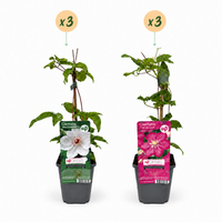 6x Clematis Duo Pink & White - Bosrank - Wit - Roze - Klimplant - Ø9cm - ↕35cm