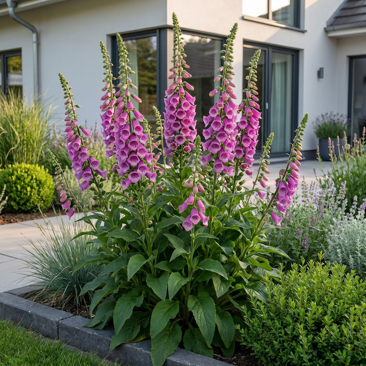 Green boutiQ - Plante vivace - Digitalis purp. Dalmatian Purple - Digitale pourpre - Ombre - Violet - 1 plante - Pot 11 cm - Hauteur 15-25 cm