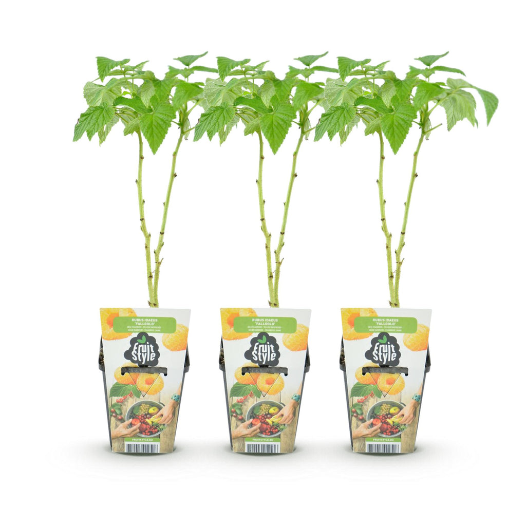 Green boutiQ - Plants fruitiers - Framboisier - Rubus idaeus Fallgold - Rustique - 3 Plantes - Pot 9 cm - Framboise jaune