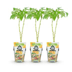 Green boutiQ - Plants fruitiers - Framboisier - Rubus idaeus Fallgold - Rustique - 3 Plantes - Pot 9 cm - Framboise jaune