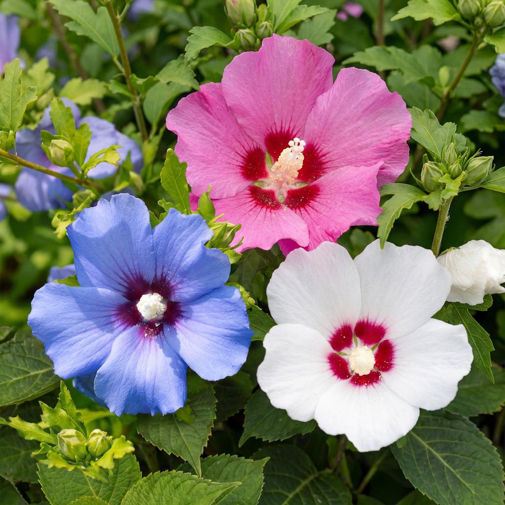 Green boutiQ - Arbustes - Hibiscus syriacus Tricolore - Fleurs rose, blanc et bleu - 3 Plantes - Caduc - Entretien facile - Pot 17cm Hauteur 45cm