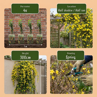 Jasminum nudiflorum - Winter jasmine - Yellow - Climber - Ø9cm - ↕35cm