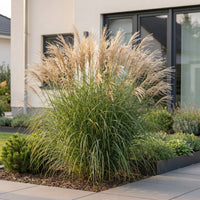Green boutiQ - Grassen - Miscanthus sin. Gracillimus - Pampusgras - Met Pluim - Groen - 6 Planten - Pot 11cm - Hoogte 15-25cm