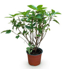 Green boutiQ - Plante de jardin - Hydrangea paniculata Limelight - Hortensia paniculé - Rustique - Vert citron - 1 plante - Pot 12 cm - Hauteur 20-30 cm