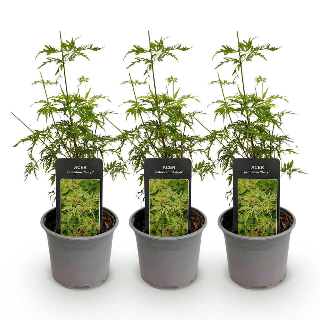 Green boutiQ - Plante de jardin - Acer palmatum Seiryu - Vert 3 Plantes - Caduc - Peu d'entretien - Pot 12cm Hauteur 35cm