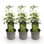 Green boutiQ - Plante de jardin - Acer palmatum Seiryu - Vert 3 Plantes - Caduc - Peu d'entretien - Pot 12cm Hauteur 35cm