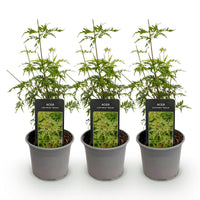 Green boutiQ - Tuinplant - Acer palmatum Seiryu - Groen 3 Planten - Bladverliezend - Weinig Onderhoud  - Pot 12cm Hoogte 35cm