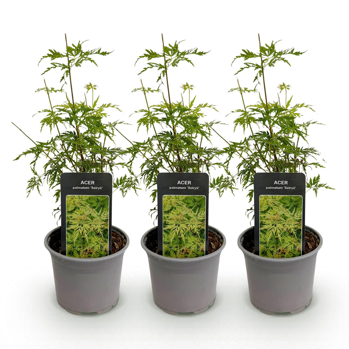 Green boutiQ - Plante de jardin - Acer palmatum Seiryu - Vert 3 Plantes - Caduc - Peu d'entretien - Pot 12cm Hauteur 35cm
