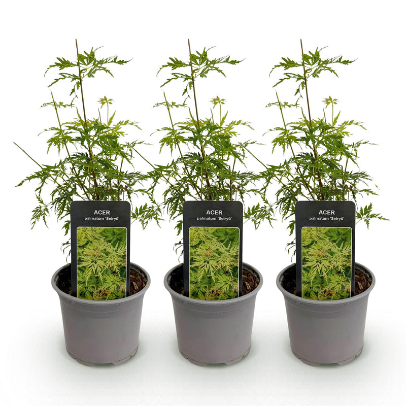 Green boutiQ - Tuinplant - Acer palmatum Seiryu - Groen 3 Planten - Bladverliezend - Weinig Onderhoud  - Pot 12cm Hoogte 35cm
