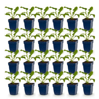 Green boutiQ - Vasteplant - Echinacea purp. Alba - Zonnehoed - Bijen- en vlinderlokkers - Wit - 24 Planten - Pot 11cm - Hoogte 15-25cm