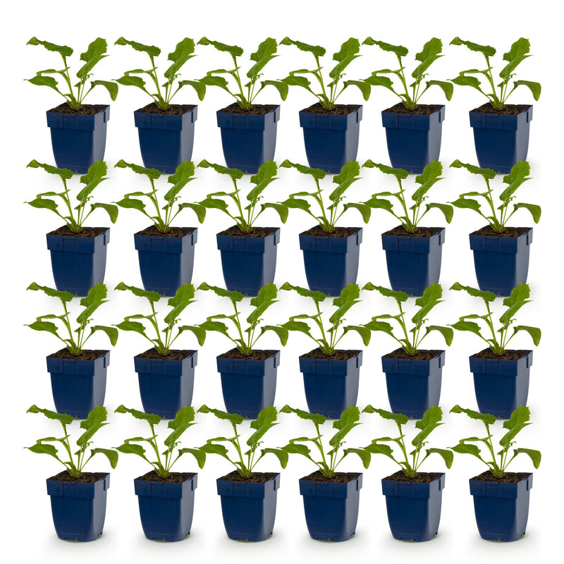 Green boutiQ - Vasteplant - Echinacea purp. Alba - Zonnehoed - Bijen- en vlinderlokkers - Wit - 24 Planten - Pot 11cm - Hoogte 15-25cm