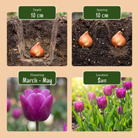 250x Bulb Garden Mix - Bollentuinmix - Diversen - Zomerbloeier - Bolmaat 10/12