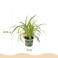 Green boutiQ - Zimmerpflanze - Cyperus - Callisia - Chlorophytum - 3er-Set - Haustierfreundliche Pflanzen - Grün - 3 Pflanzen - mit weißem Übertopf - Topf 12 cm - Höhe 20 cm