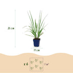 Green boutiQ - Gräser - Pennisetum alop. Black Beauty - Lampenputzergras - Mit Blütenähre - Grün - 6 Pflanzen - Topf 11cm - Höhe 15-25cm