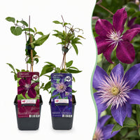 4x Clematis Duo Blue & Red - Bosrank Duo Blauw & Rood - Blauw - Rood - Klimplant - Ø9cm - ↕35cm