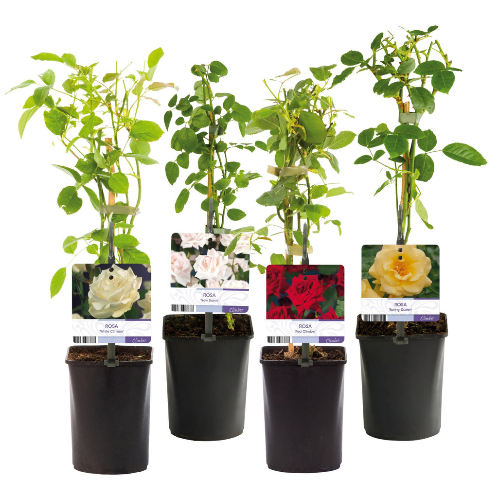 Green boutiQ - Rosier grimpant - Rosa Rainbow - Fleurs roses blanches jaunes rouges - Peu d'entretien - 4 plantes - Pot 11cm Hauteur 40cm