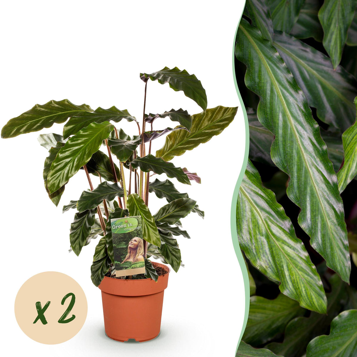 Green BoutiQ - Green is... Plantes d'intérieur - Calathea Rufibarba - Plante paon - Peu d'entretien - Vert - 2 plantes - Pot 17cm - Hauteur 55-60cm