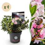 Green boutiQ - Zwerg-Rhododendron - Rhododendron Bloombux Light Pink - Blühender Buchsbaum - Pflegeleicht - Hellrosa Blüte - 4 Pflanzen - Topf 17cm - Höhe 30-40cm