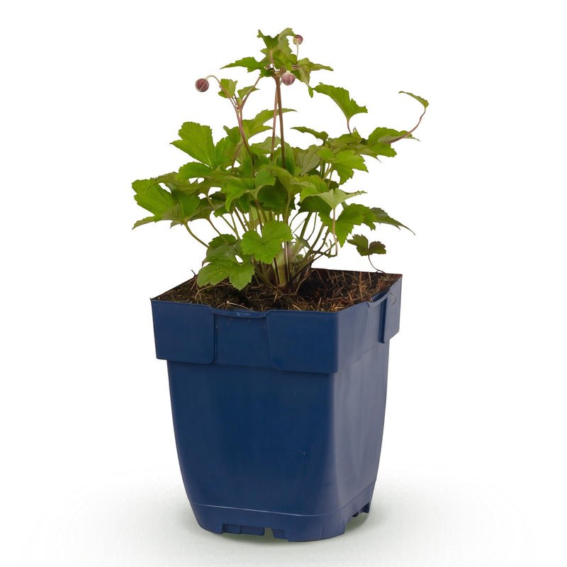 Green boutiQ - Vasteplant - Anemone hup. Splendens - Herfst Anemoon - Schaduw - Donker Roze - 1 Plant - Pot 11cm - Hoogte 15-25cm