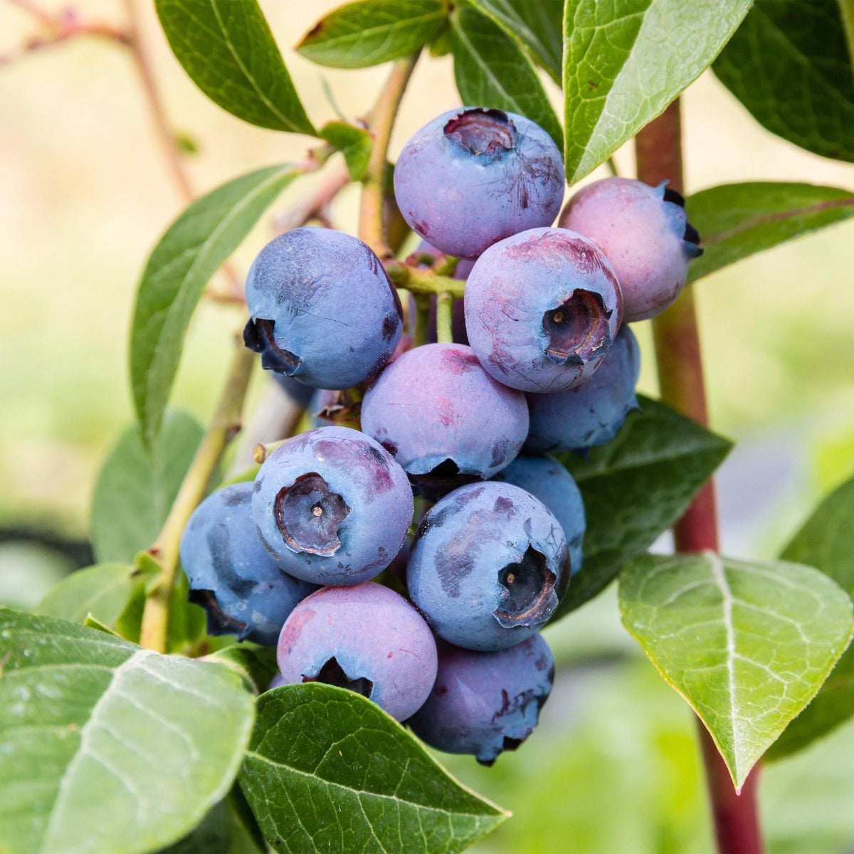 Green boutiQ - Obstpflanze - Vaccinium corymbosum Jersey - Kulturheidelbeere - Winterhart - Blaubeere - 2 Pflanzen - Topf 15cm - Höhe 50cm