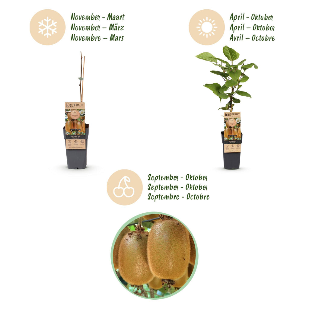 Green boutiQ - Plant fruitier - Actinidia Weiki & Hayward - Plant de kiwi - 1 Mâle - 2 Femelles - Plantes - Vert - Pot 15cm - Hauteur 50cm