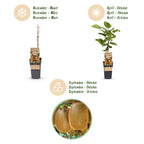 Green boutiQ - Plant fruitier - Actinidia Weiki & Hayward - Plant de kiwi - 1 Mâle - 2 Femelles - Plantes - Vert - Pot 15cm - Hauteur 50cm