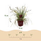 Green boutiQ - Graminées ornementales - Carex oshimensis Evergold - Jaune & Vert - 1 Plante - Persistant - Rustique - Pot 17cm Hauteur 50cm