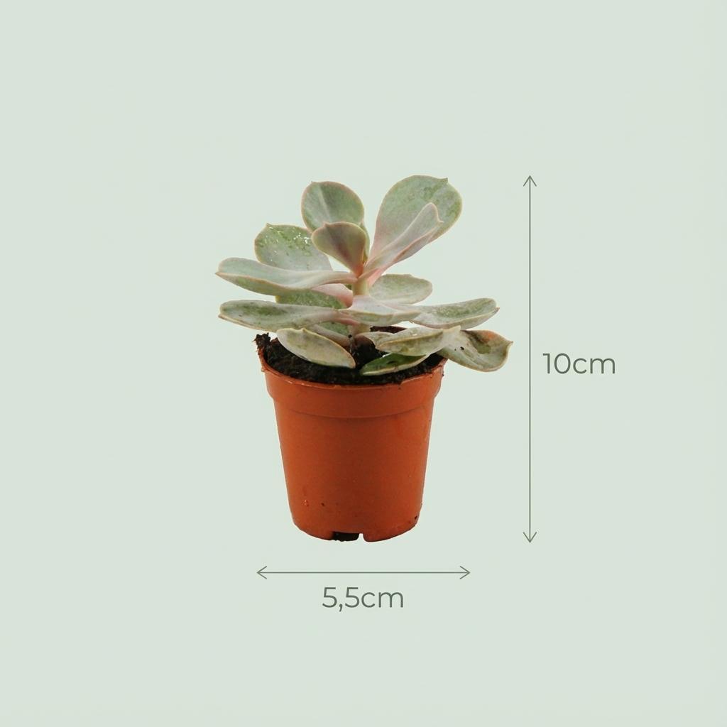 Mini mélange de succulentes - 15 pièces - Ø 5,5 cm - Hauteur : 5-10 cm