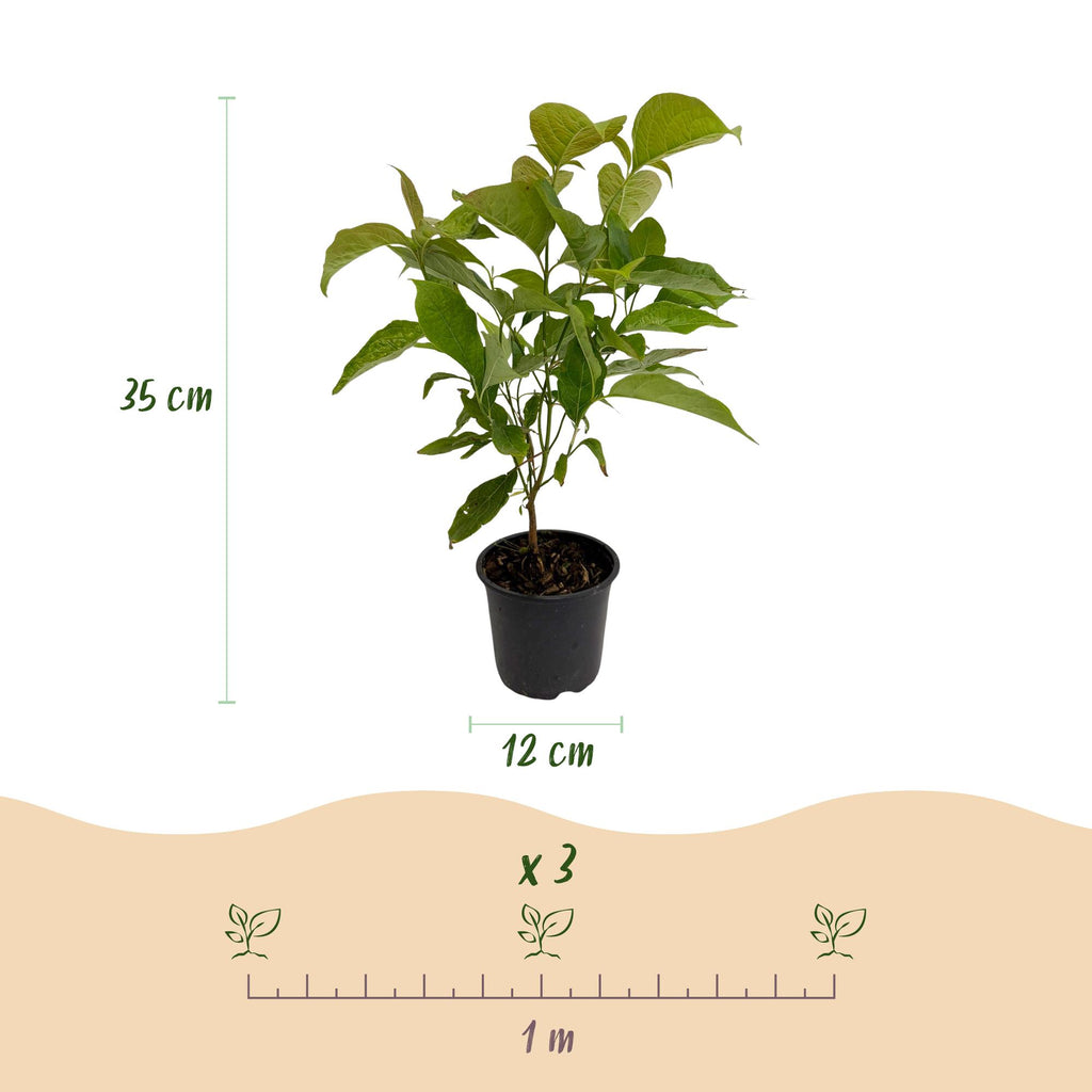 Green boutiQ - Tuinplant - Cornus mas - Bloem Geel - 3 Planten - Bladverliezend - Weinig Onderhoud - Pot 12cm Hoogte 35cm