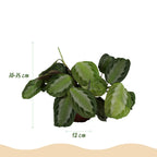 Green boutiQ - Plante d'intérieur - Maranta Fascinator Silverband - Plante prière - Adapté aux animaux de compagnie - Vert - 4 Plantes - Pot 12cm - Hauteur 30-35cm