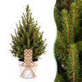 2x Picea glauca Conica - Dwarf Alberta Spruce - Green - Christmas tree - incl. zinc pot - Ø17cm - ↕65cm