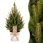 2x Picea glauca Conica - Dwarf Alberta Spruce - Green - Christmas tree - incl. zinc pot - Ø17cm - ↕65cm