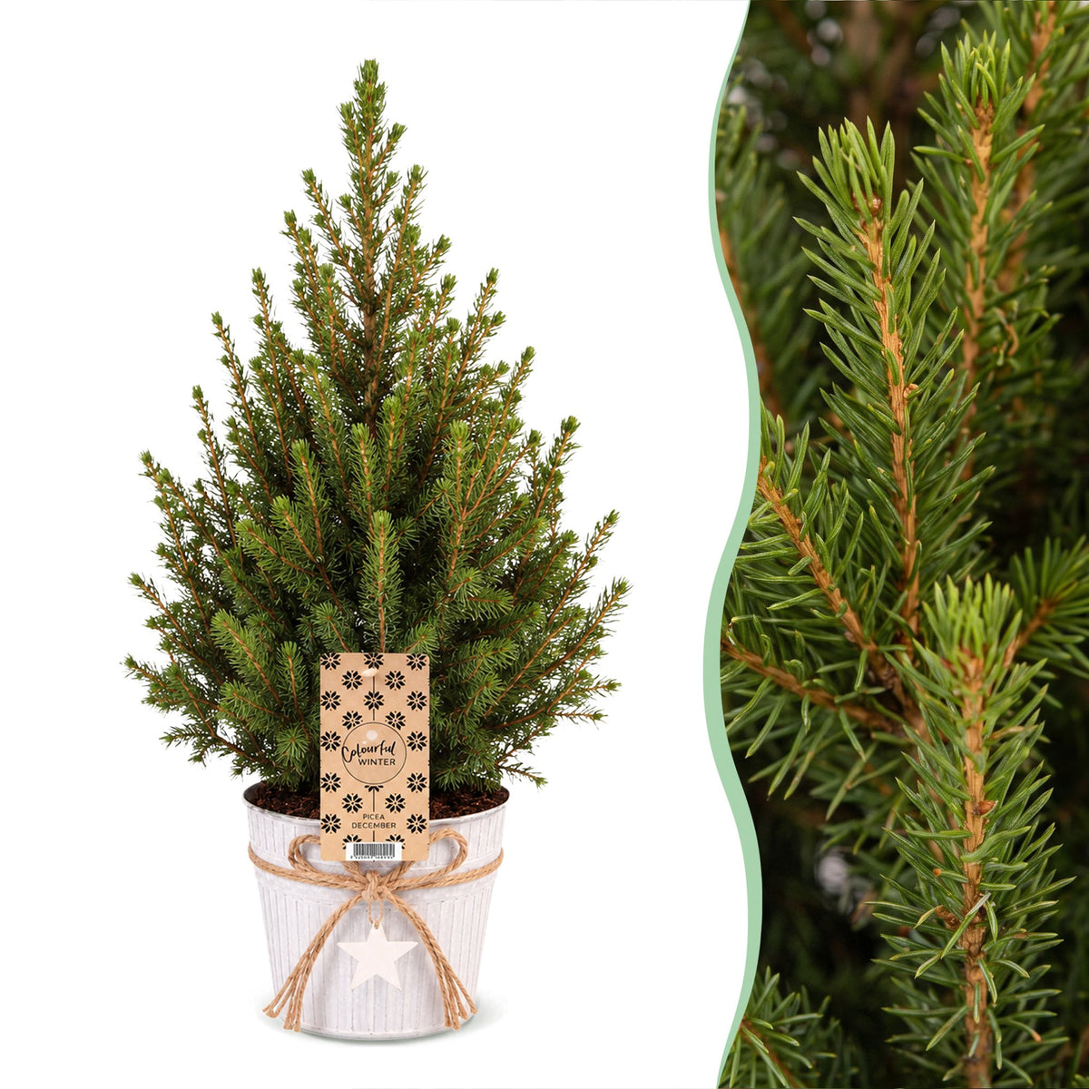 2x Picea glauca Conica - Dwarf Alberta Spruce - Green - Christmas tree - incl. zinc pot - Ø17cm - ↕65cm