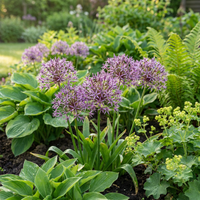 60x Allium Christophii - Sterrenlook - Paars - Zomerbloeier - Bolmaat 10/12