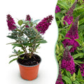 Green boutiQ - Plante de jardin - Buddleja davidii Butterfly Candy Little Ruby - Arbre aux papillons - Compact - Rouge - 1 Plante - Pot 12cm - Hauteur 20-25cm