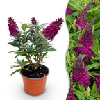 Green boutiQ - Plante de jardin - Buddleja davidii Butterfly Candy Little Ruby - Arbre aux papillons - Compact - Rouge - 1 Plante - Pot 12cm - Hauteur 20-25cm