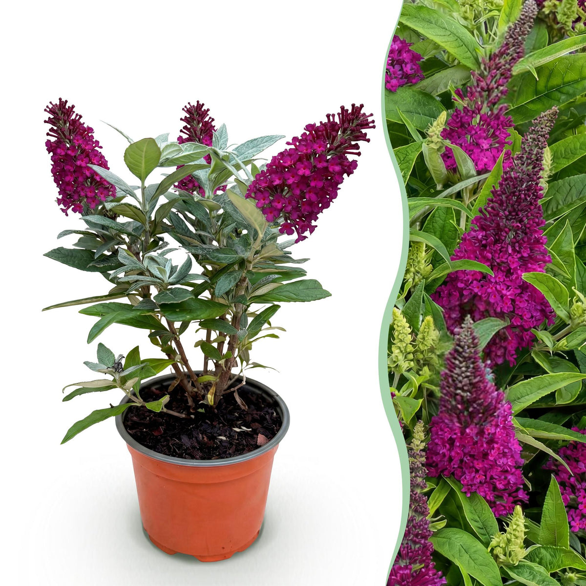 Green boutiQ - Plante de jardin - Buddleja davidii Butterfly Candy Little Ruby - Arbre aux papillons - Compact - Rouge - 1 Plante - Pot 12cm - Hauteur 20-25cm