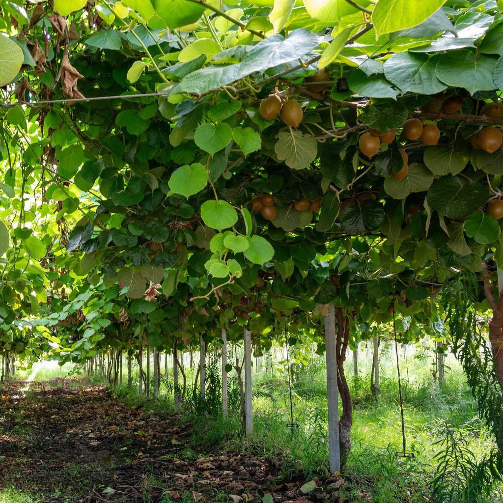 Green boutiQ - Plant fruitier - Actinidia deliciosa Jenny - Kiwitier - Autofertile - Fruit vert - 2 plantes - Pot 15 cm - Hauteur 50 cm