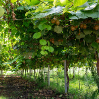 Green boutiQ - Fruitplant - Actinidia deliciosa Jenny - Kiwiplant - Zelfbestuivend - Groene Vrucht - 2 Planten - Pot 15cm - Hoogte 50cm